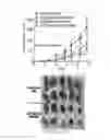 Fig. 25 - Dnazyme for silencing the expression of EGFR