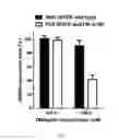 Fig. 26 - Dnazyme for silencing the expression of EGFR