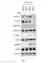 Fig. 30 - Dnazyme for silencing the expression of EGFR
