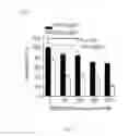 Fig. 32 - Dnazyme for silencing the expression of EGFR