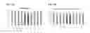 Fig. 07 - Compositions and methods for inhibiting expression of TMPRSS6 gene
