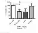 Fig. 03 - RNA interference-based therapeutic against anthrax
