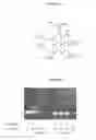 Fig. 02 - NANOCARRIER SYSTEM FOR MICRORNAS AND USES THEREOF