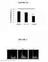 Fig. 06 - NANOCARRIER SYSTEM FOR MICRORNAS AND USES THEREOF