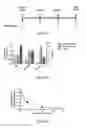 Fig. 07 - TMPRSS6 iRNA compositions and methods of use thereof