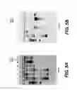 Fig. 07 - Compositions and methods for the improved production and delivery of RNA by efficient transcription termination