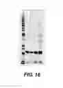 Fig. 22 - Compositions and methods for the improved production and delivery of RNA by efficient transcription termination