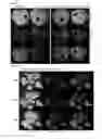 Fig. 10 - Kits comprising plus-sense single stranded RNA viral vectors and methods for producing polypeptides using the kits