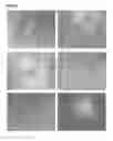 Fig. 04 - Generation of induced pluripotent stem cells from normal human mammary epithelial cells