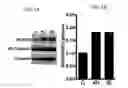 Fig. 02 - Endothelial-targeted Adenoviral Vectors, Methods and Uses Therefor