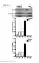 Fig. 05 - Endothelial-targeted Adenoviral Vectors, Methods and Uses Therefor