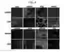 Fig. 08 - Endothelial-targeted Adenoviral Vectors, Methods and Uses Therefor