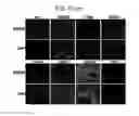Fig. 09 - Endothelial-targeted Adenoviral Vectors, Methods and Uses Therefor