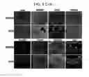 Fig. 10 - Endothelial-targeted Adenoviral Vectors, Methods and Uses Therefor