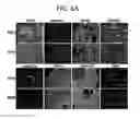 Fig. 13 - Endothelial-targeted Adenoviral Vectors, Methods and Uses Therefor