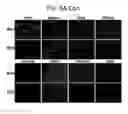 Fig. 14 - Endothelial-targeted Adenoviral Vectors, Methods and Uses Therefor