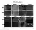 Fig. 15 - Endothelial-targeted Adenoviral Vectors, Methods and Uses Therefor