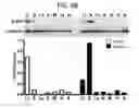 Fig. 17 - Endothelial-targeted Adenoviral Vectors, Methods and Uses Therefor