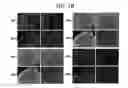 Fig. 19 - Endothelial-targeted Adenoviral Vectors, Methods and Uses Therefor