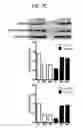 Fig. 20 - Endothelial-targeted Adenoviral Vectors, Methods and Uses Therefor