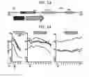 Fig. 27 - Endothelial-targeted Adenoviral Vectors, Methods and Uses Therefor