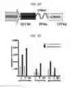 Fig. 31 - Endothelial-targeted Adenoviral Vectors, Methods and Uses Therefor