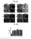 Fig. 37 - Endothelial-targeted Adenoviral Vectors, Methods and Uses Therefor