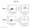 Fig. 41 - Endothelial-targeted Adenoviral Vectors, Methods and Uses Therefor