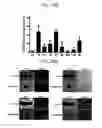 Fig. 45 - Endothelial-targeted Adenoviral Vectors, Methods and Uses Therefor