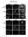 Fig. 48 - Endothelial-targeted Adenoviral Vectors, Methods and Uses Therefor