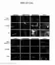 Fig. 49 - Endothelial-targeted Adenoviral Vectors, Methods and Uses Therefor