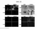 Fig. 53 - Endothelial-targeted Adenoviral Vectors, Methods and Uses Therefor