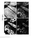 Fig. 59 - Endothelial-targeted Adenoviral Vectors, Methods and Uses Therefor