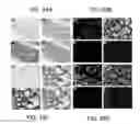 Fig. 64 - Endothelial-targeted Adenoviral Vectors, Methods and Uses Therefor