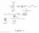 Fig. 02 - Recombinant for producing D-lactate and use thereof