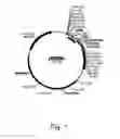 Fig. 02 - Methods For Producing Secreted Polypeptides Having Biological Activity