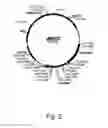 Fig. 03 - Methods For Producing Secreted Polypeptides Having Biological Activity