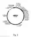 Fig. 04 - Methods For Producing Secreted Polypeptides Having Biological Activity