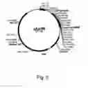 Fig. 06 - Methods For Producing Secreted Polypeptides Having Biological Activity
