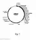 Fig. 08 - Methods For Producing Secreted Polypeptides Having Biological Activity