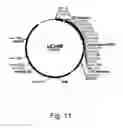 Fig. 12 - Methods For Producing Secreted Polypeptides Having Biological Activity