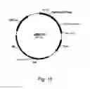 Fig. 16 - Methods For Producing Secreted Polypeptides Having Biological Activity