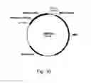 Fig. 17 - Methods For Producing Secreted Polypeptides Having Biological Activity