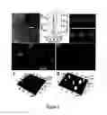 Fig. 03 - OLIGONUCLEOTIDE FUNCTIONALIZED QUANTUM DOTS