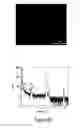 Fig. 09 - OLIGONUCLEOTIDE FUNCTIONALIZED QUANTUM DOTS