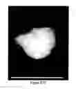 Fig. 18 - OLIGONUCLEOTIDE FUNCTIONALIZED QUANTUM DOTS