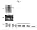 Fig. 02 - Hot-forged TiAl-based alloy and method for producing the same