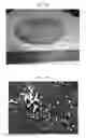 Fig. 09 - Hot-forged TiAl-based alloy and method for producing the same