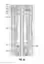 Fig. 13 - Flow restricted impact jar