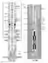 Fig. 20 - Managed pressure cementing